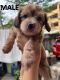 Toy Poodle Puppies for sale in Quezon City, Metro Manila, Philippines. price: 4500 PHP