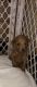 Toy Poodle Puppies for sale in Farmington, AR 72730, USA. price: $1,800