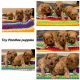 Toy Poodle Puppies for sale in Hollywood, MD, USA. price: $1,600