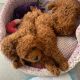 Toy Poodle Puppies for sale in Orlando, FL, USA. price: $700