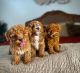 Toy Poodle Puppies for sale in Orlando, FL, USA. price: $600