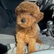 Toy Poodle Puppies for sale in Lancaster, TX, USA. price: $650