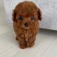 Toy Poodle Puppies for sale in Oklahoma City, OK, USA. price: $800
