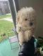 Toy Poodle Puppies for sale in Kenosha, WI, USA. price: $1,000