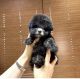 Toy Poodle Puppies for sale in Orange, CA 92864, USA. price: $4,000