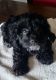 Toy Poodle Puppies for sale in Eagle Point, OR 97524, USA. price: $975