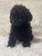 Toy Poodle Puppies for sale in Boyertown, PA 19512, USA. price: $1,800