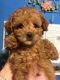 Toy Poodle Puppies for sale in New Paris, OH 45347, USA. price: $700