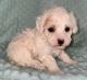 Toy Poodle Puppies for sale in Sterling, OK, USA. price: $1,500