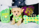 Toy Poodle Puppies for sale in Chicago, IL, USA. price: $1,665