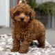 Toy Poodle Puppies for sale in Ohio Expo Center & State Fair, 717 E 17th Ave, Columbus, OH 43211, USA. price: $900
