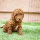 Toy Poodle Puppies for sale in Jefferson Blvd, Dallas, TX, USA. price: $700