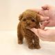 Toy Poodle Puppies for sale in Kingston, OK 73439, USA. price: $700