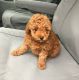 Toy Poodle Puppies for sale in Kingston, OK 73439, USA. price: $800