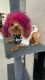 Toy Poodle Puppies for sale in Las Vegas, NV, USA. price: $2,500