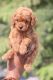 Toy Poodle Puppies for sale in Indore, Madhya Pradesh, India. price: 90000 INR