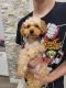 Toy Poodle Puppies for sale in Eastvale, CA, USA. price: $3,500