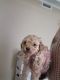 Toy Poodle Puppies for sale in San Antonio, TX 78263, USA. price: $1,500