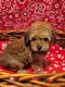Toy Poodle Puppies for sale in Norwalk, CA, USA. price: NA