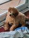 Toy Poodle Puppies for sale in Aurora, IN, USA. price: $1,000