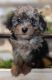 Toy Poodle Puppies for sale in Minford, OH 45653, USA. price: $1,300