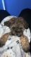 Toy Poodle Puppies for sale in Mundelein, IL, USA. price: $1,600