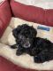 Toy Poodle Puppies for sale in San Antonio, TX 78256, USA. price: $700