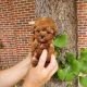 Toy Poodle Puppies for sale in Orlando, FL, USA. price: $700
