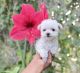 Toy Poodle Puppies for sale in Los Angeles, CA, USA. price: $2,400