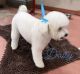 Toy Poodle Puppies for sale in Clovis, CA 93611, USA. price: $1,500