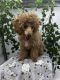 Toy Poodle Puppies for sale in Mundelein, IL, USA. price: $1,499