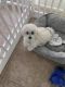 Toy Poodle Puppies for sale in Peoria, AZ, USA. price: $1,400