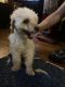 Toy Poodle Puppies for sale in 56007 S Newton Ave, Albert Lea, MN 56007, USA. price: $1,200