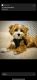 Toy Poodle Puppies for sale in Washington, DC, USA. price: $1,100
