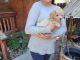 Toy Poodle Puppies for sale in Turlock, CA, USA. price: $1,200