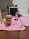 Toy Poodle Puppies for sale in Turlock, CA, USA. price: $1,200