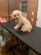 Toy Poodle Puppies for sale in Pontotoc, MS 38863, USA. price: $60,000