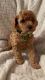 Toy Poodle Puppies for sale in Bakersfield, CA 93306, USA. price: $2,000