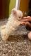 Toy Poodle Puppies for sale in Kernersville, NC 27284, USA. price: $950