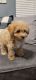 Toy Poodle Puppies for sale in Turlock, CA, USA. price: $1,300