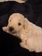 Toy Poodle Puppies for sale in Hermitage, TN 37076, USA. price: $1,200