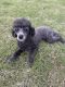 Toy Poodle Puppies for sale in Arlington, TN, USA. price: NA