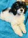 Toy Poodle Puppies for sale in Gilbert, AZ, USA. price: NA