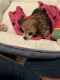 Toy Poodle Puppies for sale in Hermitage, TN 37076, USA. price: $2,000