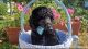 Toy Poodle Puppies for sale in Montevallo, AL 35115, USA. price: $800