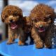 Toy Poodle Puppies for sale in Manila, Metro Manila, Philippines. price: 10,000 PHP