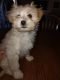 Toy Poodle Puppies for sale in El Mirage, AZ, USA. price: $500