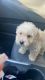 Toy Poodle Puppies for sale in Houston, TX 77090, USA. price: $750