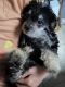 Toy Poodle Puppies for sale in Miami, FL 33182, USA. price: $300