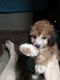 Toy Poodle Puppies for sale in Devine, TX 78016, USA. price: NA